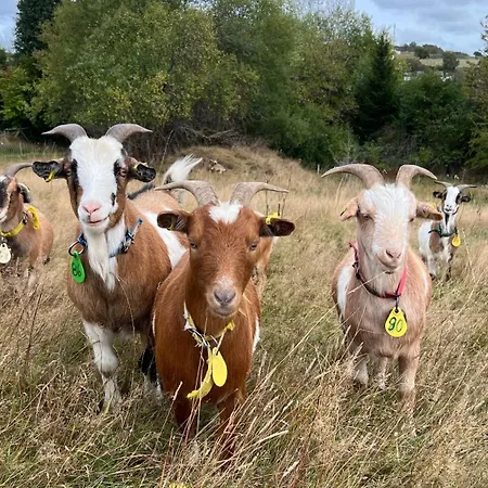 Waldstube Feriehus *