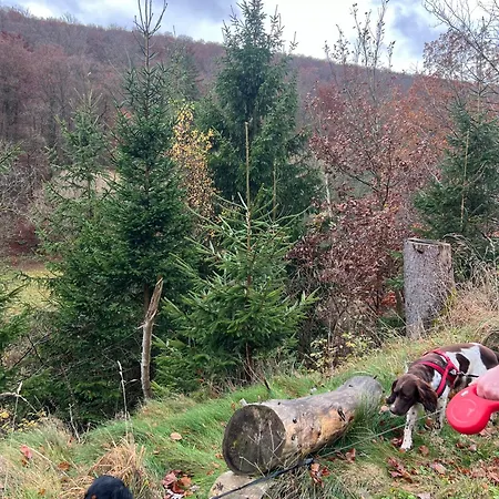Waldstube * Bromskirchen